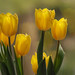 Spring Tulips - 1st Place Flora - Diane Deming