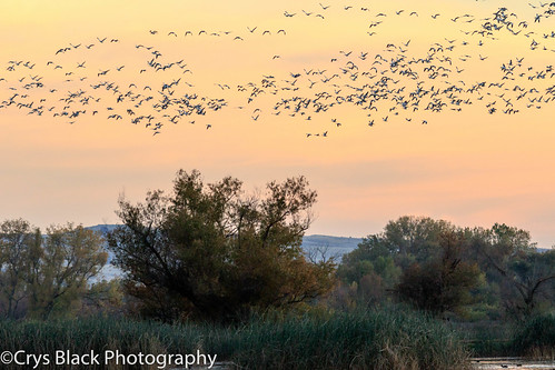 california autumn sunset birds us unitedstates gridley greylodge 2015