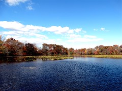 Wantagh - Twin Lakes Preserve - Autumn (1)