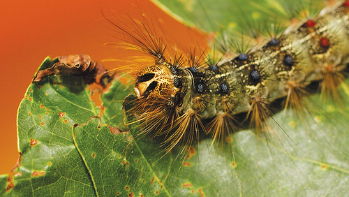 matchmakers-big-caterpillar