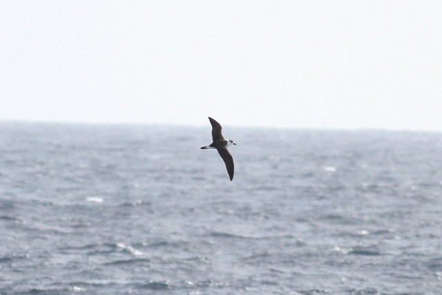 Black-capped Petrel - Welker Canyon, MA - August 23, 2015