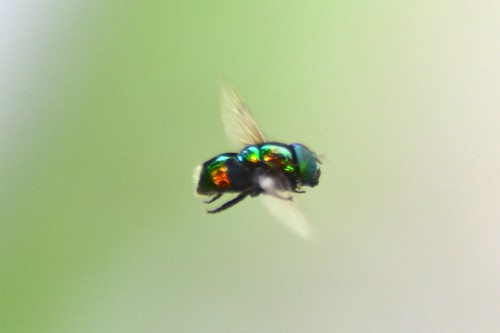 naturaleza nature photography fly photo foto camilo mosca andrés fotografía cundinamarca suárez pandi kamian