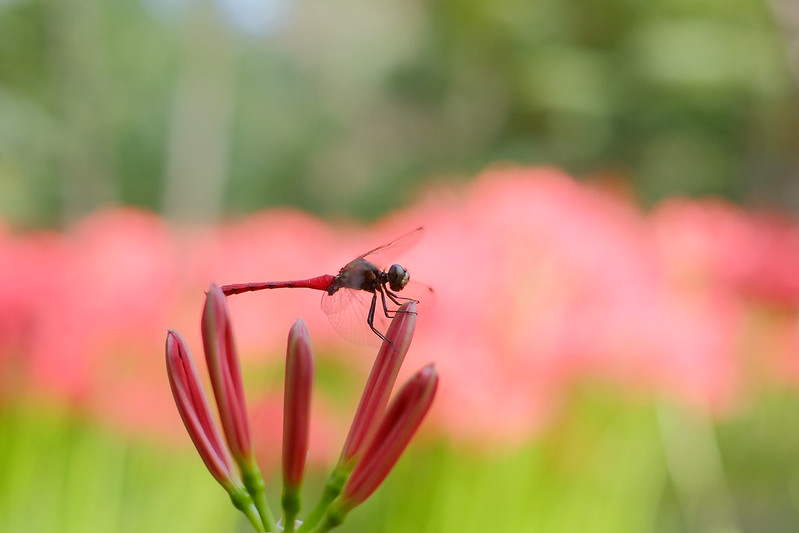 彼岸の赤とんぼ red dragonfly