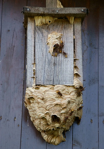 vogelhaus nistkasten hornissennest hornissen