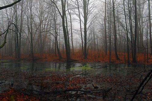 park autumn orange toronto ontario canada tree fall fog forest canon landscape leaf pond 1855mm stm oakridges 70d