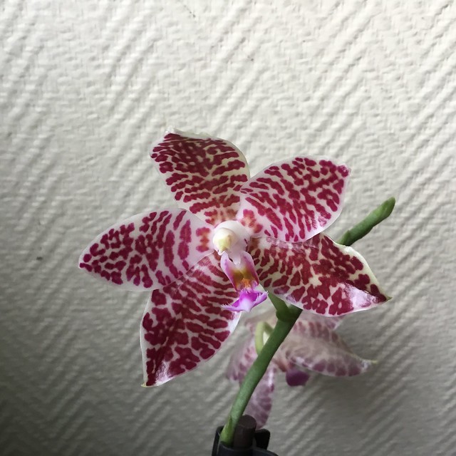 Phalaenopsis Joey (gigantea x lueddemanniana) 23836611226_71577662b2_z