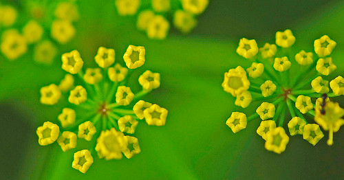080713 2008 alexanders apiaceae apiales asterids goldenalexanders mi seneynwr zizia ziziaaurea flower wildflower
