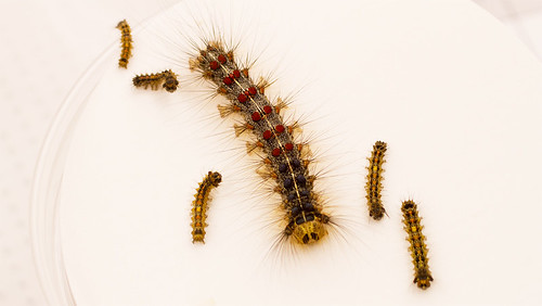 matchmakers-caterpillar