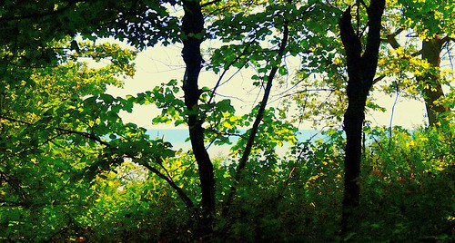 trees forest outdoors lakeerie pearceprovincialpark
