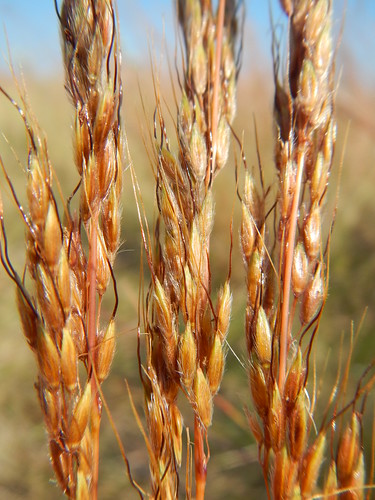 minnesota native prairie poaceae perennial bunchgrass indiangrass rhizomatous sorghastrumnutans warmseason andropogoneae