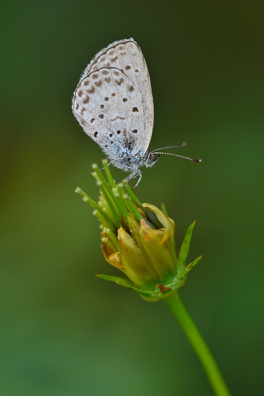 Pseudozizeeria maha / Pale Grass Blue