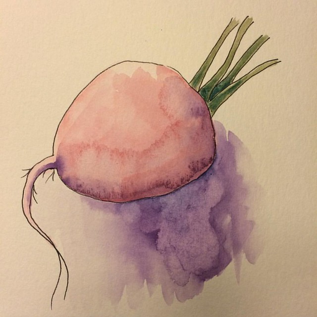 Radish #watercolors #watercolorsketch #radishes #sketches #painting #paintsketch #art