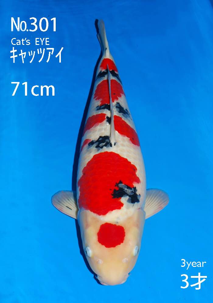 Sakai Fish Farm Auction Maruten Sanke 2015