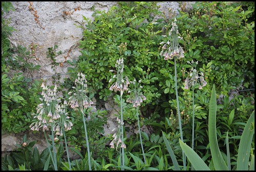 Allium siculum subsp. dioscoridis (= Allium bulgaricum) - ail de Bulgarie 21945068506_8d109c73c8