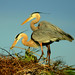Nest Building Great Blue Herons - 2nd Place Published Images - John Thornton