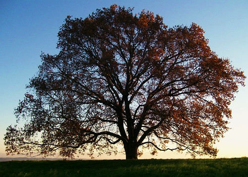 sunset austria österreich oak oberösterreich eiche upperaustria leonding