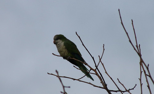 birdsofwashington bird washingtonbirds parakeet monkparakeet myiopsittamonachus feral
