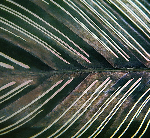 Striped leaf of the Calathea ornata Plant in a Bangkok Wat, Thailand