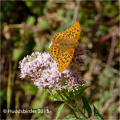 Silver washed Fritillary Butterfly