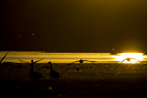 morning shadow sun reflection bird nature silhouette sunrise geese nikon shadows earlymorning goose 365 sunreflection petrie petrieisland 365dayproject d3100 nikond3100 d3100nikon sunriseatpetrieisland