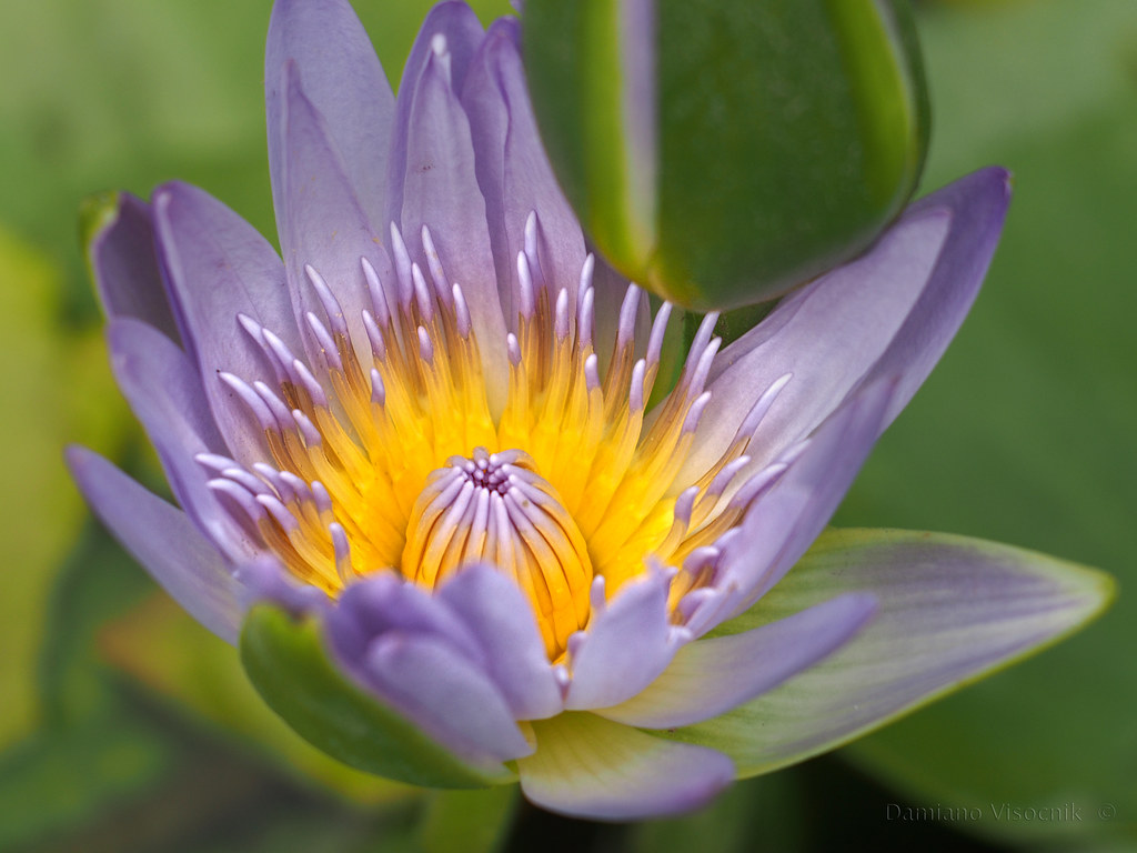 Water lilly_3_c