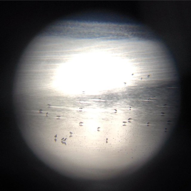 An experiment, shooting with my iphone through a set of binoculars.