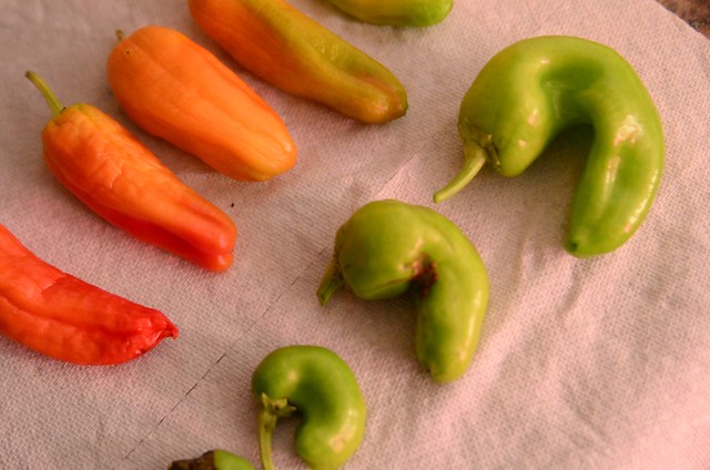 a rainbow of peppers
