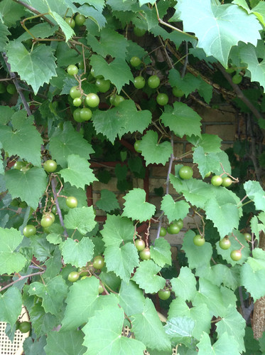 Grapes - Muscadine IGFB