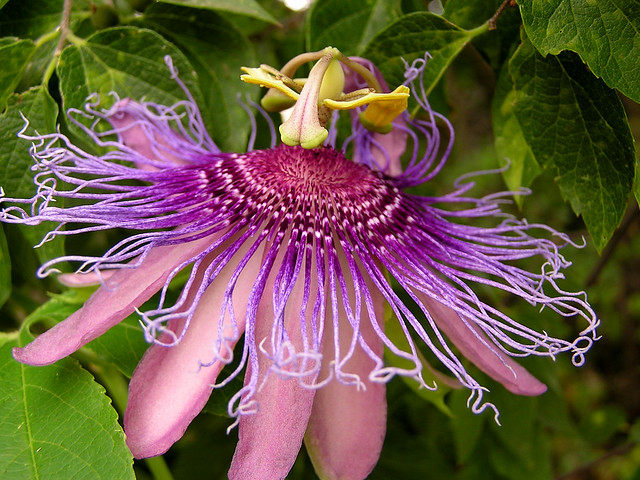 passion flower vine | Flickr - Photo Sharing!