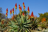 Aloes - South Africa - July 2006