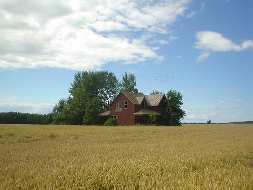 house field birds michigan farm wheat farming grain ag agriculture abandonned portaustin abandonnedhouse