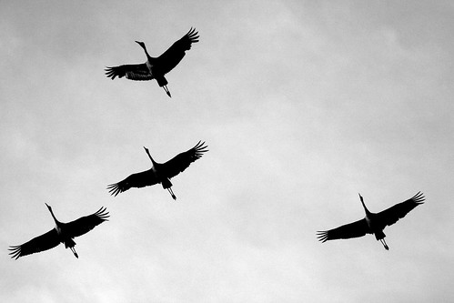 bw white black bird fly flying big crane bigma large 50500 sandhill farrell onwuma