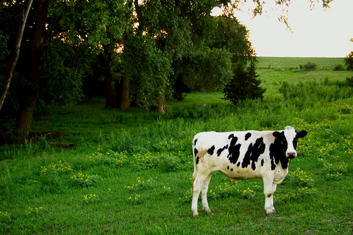 blackandwhite 2004 geotagged evening cow nebraska cattle pastoral holstein geolat40720136 geolon96969066