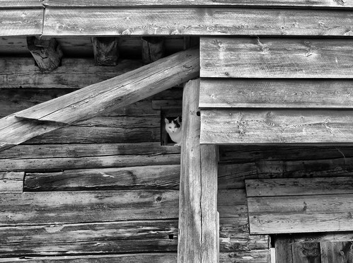 wood blackandwhite cats animals norway cat buildings farm sony scandinavia hx50