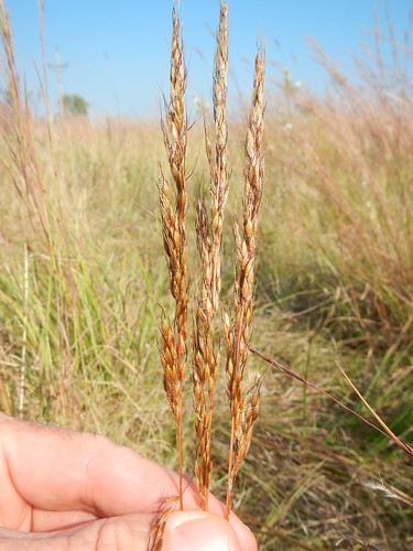 minnesota native prairie poaceae perennial bunchgrass indiangrass rhizomatous sorghastrumnutans warmseason andropogoneae