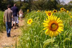 At Liberty Farm for the Sunflower Maze