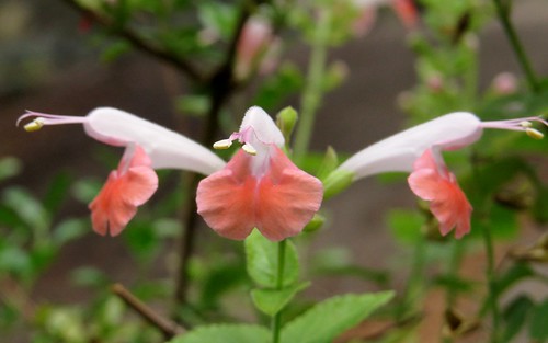 Salvia coccinea (var. Apple Blossom)