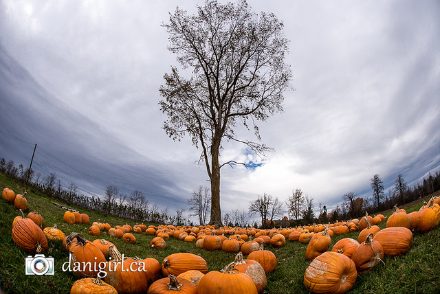 Pumpkin picking 2015-10