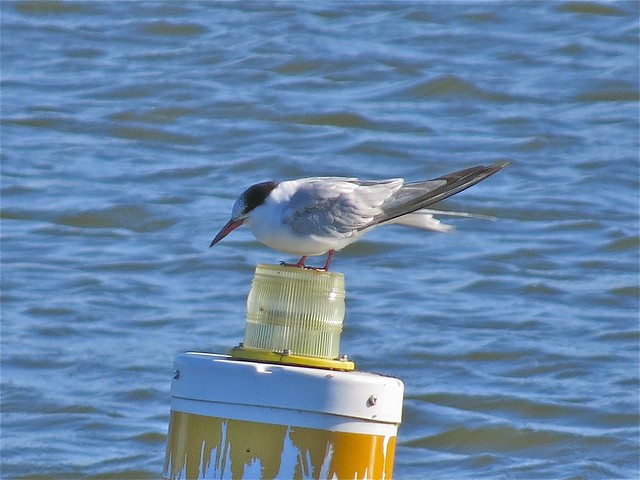 Common Tern at Lake Bloomington in McLean County, IL 27