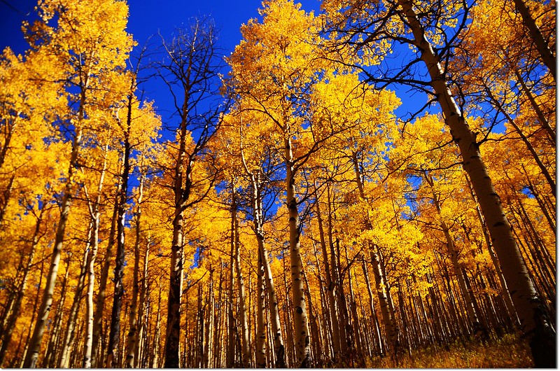 Fall colors at Kenosha Pass, Colorado (11)
