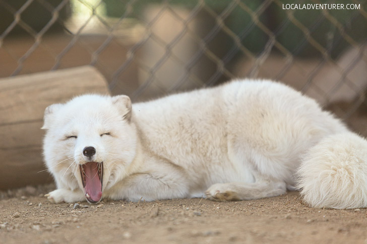 Meet the Arctic Foxes at Wild Wonders San Diego.