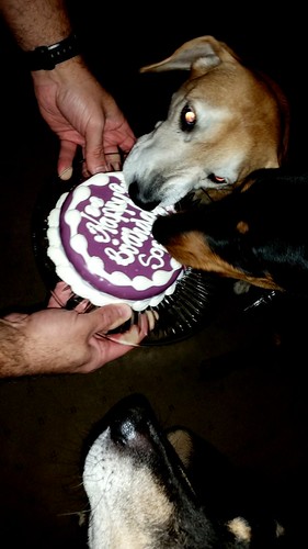 Dog Birthday Cake by The Barkery - Lapdog Creations