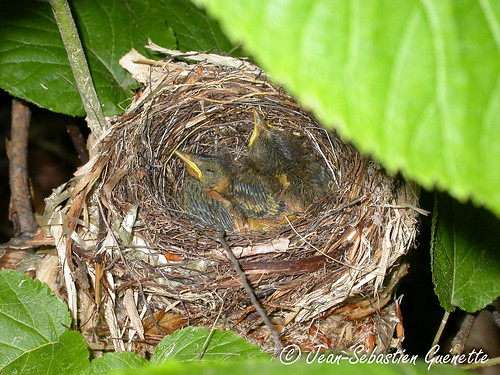 canada bird nid nest wildlife birding newbrunswick ornithology birdwatching oiseau drummond faune blackthroatedbluewarbler ornithologie parulinebleue