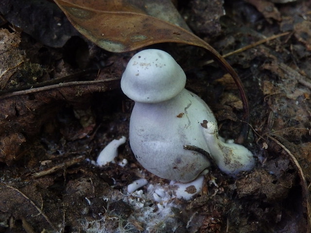 blue mushroom linville gorge