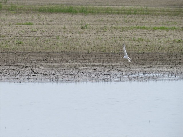 Least Tern on Central Bend Rd in Alexander County, IL 01