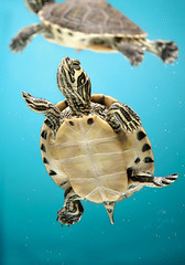 une tortue
 
tortoise