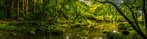 park lake rain japan forest garden temple chiba narita
