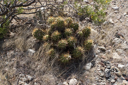 argentinien cacti cactus candicans chilecito fnrrb3326 guandacol ka3571s kakteen kaktus larioja rb3326 standort trichocereus