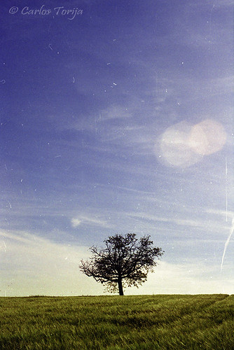 blue sky tree green film field clouds landscape arbol loneliness view wheat relaxing paisaje scratches calm cielo nubes árbol flare campo fields soledad nube flares reflejos trigo airelibre serenidad sembrado arañazos carlostorija