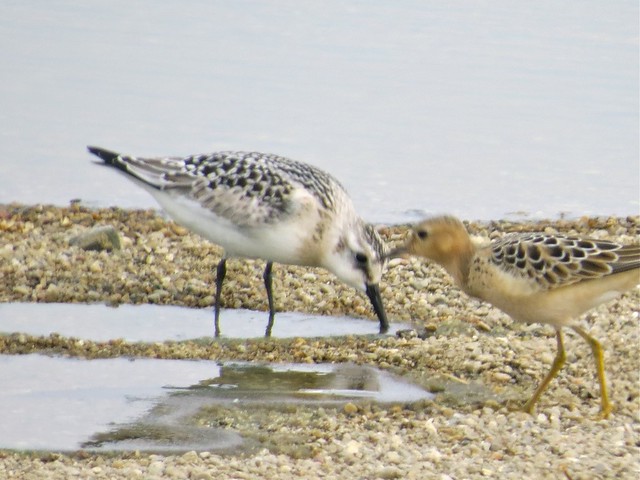 Sanderling and Buff-breasted Sandpiper
